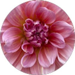 Profile photo of Xiomara Lopez