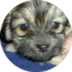 Profile photo of Brad Hoester