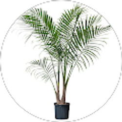 Profile photo of Thomas F