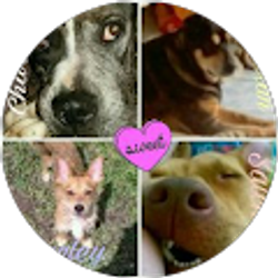 Profile photo of Chien Chateau