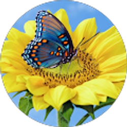 Profile photo of D Giambo