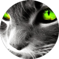 Profile photo of Joe Fin