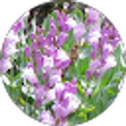 Profile photo of J Maule
