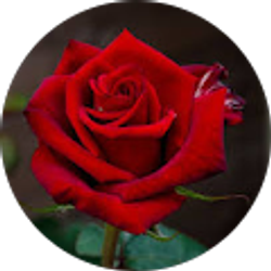 Profile photo of sonia gutierrez