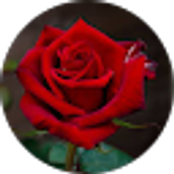 Profile photo of sonia gutierrez
