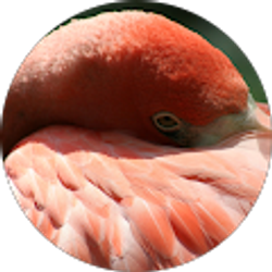 Profile photo of Shari Roth