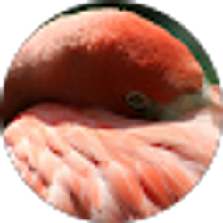 Profile photo of Shari Roth
