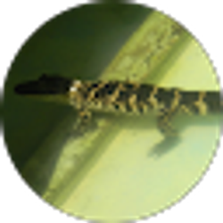 Profile photo of Collin Mills