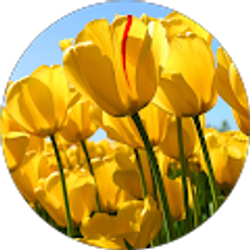 Profile photo of Kristen Kieren Lang