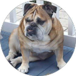 Profile photo of Carlo Procaccini