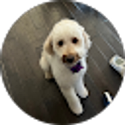 Profile photo of thomas milone
