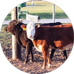 Profile photo of Mark Bentzel