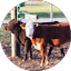 Profile photo of Mark Bentzel