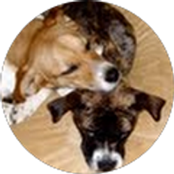 Profile photo of Molly Goldreich