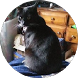 Profile photo of Kitten Videos