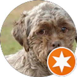 Profile photo of Puddles