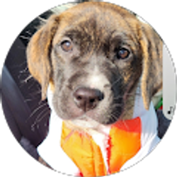 Profile photo of Trena Towner