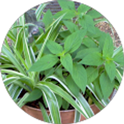 Profile photo of Jeanne Dempsey