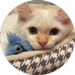 Profile photo of Tracee Foster