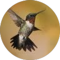 Profile photo of Karen Herring