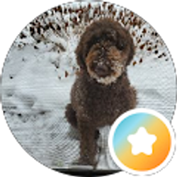 Profile photo of Mike De Micco