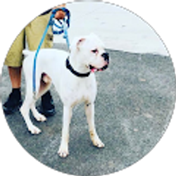 Profile photo of Carlos Araujo