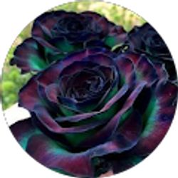 Profile photo of Scarlett Page