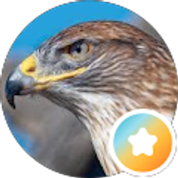Profile photo of Hawk Eyes On The Wall UniqueMystique111
