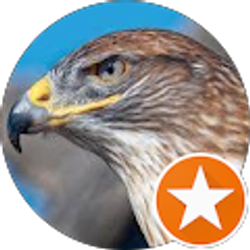 Profile photo of Hawk Eyes On The Wall Watchman For Christ