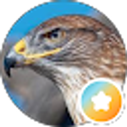 Profile photo of Hawk Eyes On The Wall UniqueMystique111