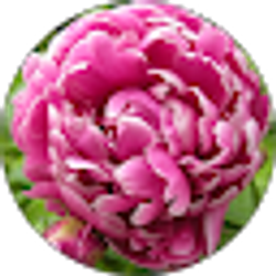 Profile photo of Jie Zhang