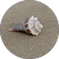 Profile photo of Mary Ann Hollenbach