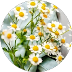 Profile photo of Megan Nguyen