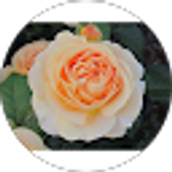 Profile photo of Alaine Lerner