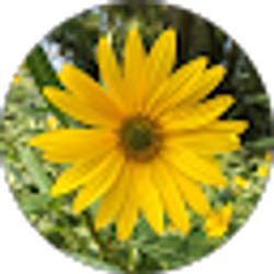 Profile photo of Sharon Osborn