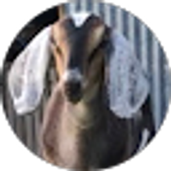 Profile photo of Dianna Lawhorn