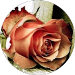 Profile photo of nahid zamani