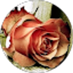 Profile photo of nahid zamani