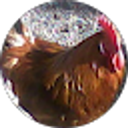 Profile photo of Anne Coulson