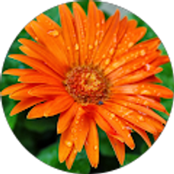 Profile photo of Deborah LaPierre