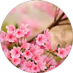 Profile photo of Annette McCans