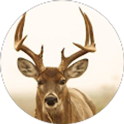 Profile photo of Levi Miller