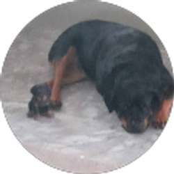 Profile photo of Ronald Mason