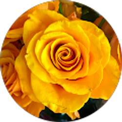 Profile photo of Anthony Molinari