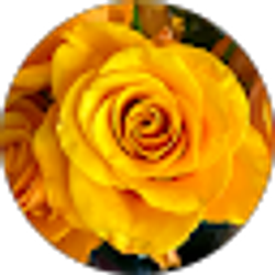 Profile photo of Anthony Molinari