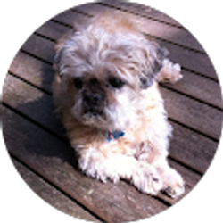 Profile photo of Basil Grieco