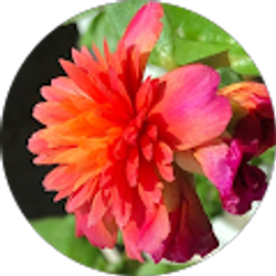 Profile photo of Amy