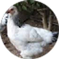 Profile photo of Cathy Stern