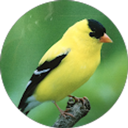 Profile photo of Gene Gene