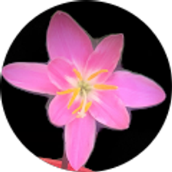 Profile photo of Olaya Márquez